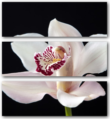 0004080