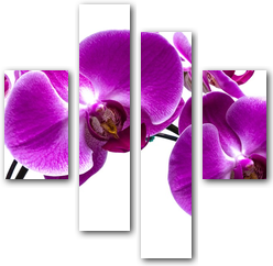 0004204