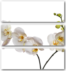 0004205