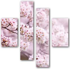 0006249