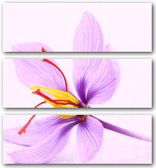 0002647