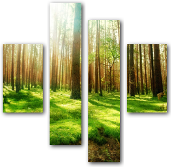 Фотообои Зеленый лесной покров солнечным днем 