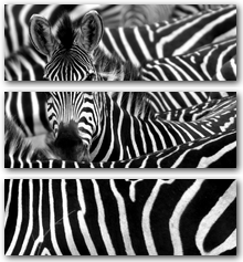 0005005