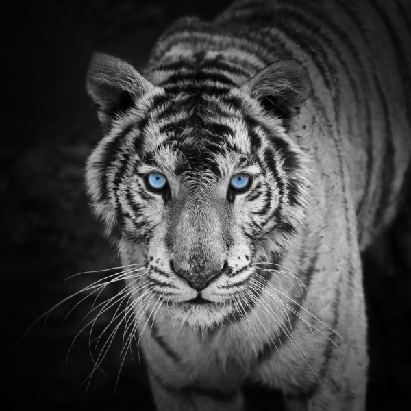 Фотообои - №0006300