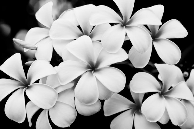 Фотообои - №0006308