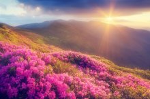Фотообои Цветущие рододендроны на фоне солнечного заката