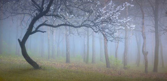 Фотообои - Зацвёвшее дерево в туманном весеннем лесу - №0002740