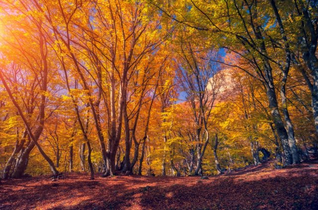 Фотообои - Осенний карпатский лес солнечным утром - №0002789