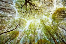 Фотообои Бледное весеннее небо через пробуждающие кроны деревьев