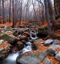 Фотообои Горный ручей в голом осеннем лесу