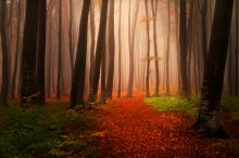 Фотообои Осенний лес туманным днем