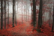 Фотообои Осенний лес в дымке тумана