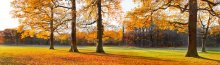 Фотообои Панорамный вид осеннего парка солнечным днем