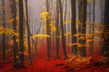 Фотообои Туманный мистический лес с опавшей листвой