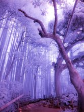 Фотообои Сиреневый туман в бамбуковом лесу
