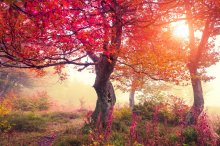 Фотообои Красочный осенний лес в утренней дымке