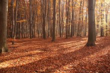 Фотообои Ковер осенней листвы в лесу