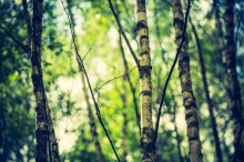 Фотообои Молодые березки на размытом фоне природы