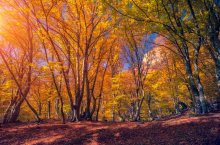 Фотообои Осенний карпатский лес солнечным утром