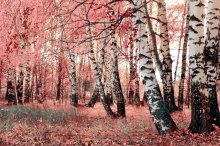 Фотообои Красочный уголок осенней березовой рощи