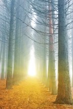 Фотообои Туманное утро в сосновом бору