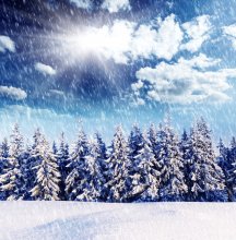 Фотообои Снегопад и зимний еловый лес