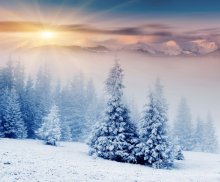 Фотообои Зимние ели в горах в утренних лучах