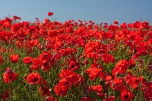Фотообои Артикул: 0004495