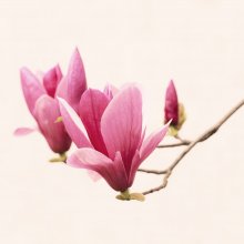 Фотообои Веточка розовой магнолии на светлом фоне