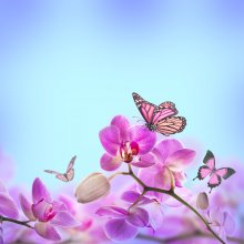 Фотообои Розовая орхидея и бабочки на голубом фоне
