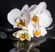 Фотообои Крупные цветы белой орхидеи с каплями росы