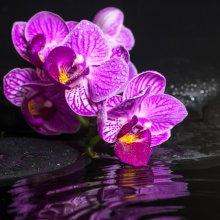Фотообои Бело-розовые цветы с каплями росы на черном фоне