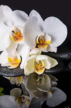 Фотообои Цветы белой орхидеи с каплями росы на черном фоне