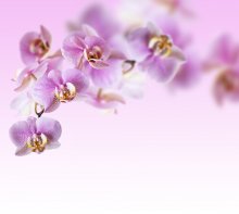 Фотообои Крупный план цветков орхидеи с убывающей резкостью
