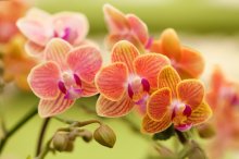Фотообои Желто-розовые цветы орхидеи крупным планом