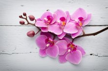 Фотообои Розовая орхидея на фоне крашенного в белый цвет дерева