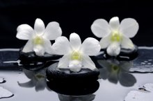 Фотообои Три белых цветка на камнях на черном фоне