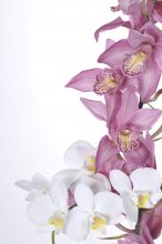 Фотообои Белая и бледно-розовая орхидея окаймляющие белый фон