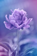 Фотообои Артикул: 0008766
