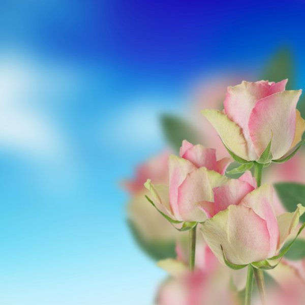 Фотообои - №0008301