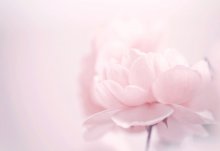 Фотообои Нежный розовый фон с цветком