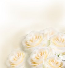 Фотообои Бело-бежевые розы на таком же фоне
