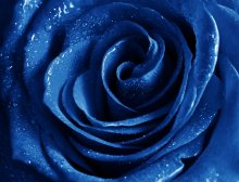 Фотообои Сочная синяя роза крупным планом с каплями росы