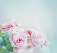Фотообои Артикул: 0008399