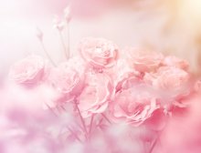 Фотообои Артикул: 0008607