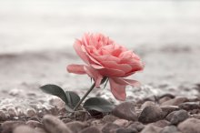 Фотообои Артикул: 0008805