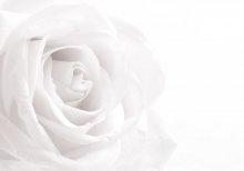 Фотообои Артикул: 0008834
