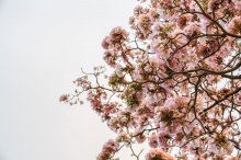 Фотообои Цветущее дерево на фоне пасмурного неба