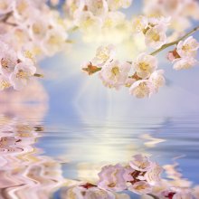 Фотообои Нежные розовые цветки и их отражение в зеркале воды