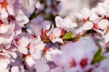 Фотообои Белые цветки в солнечном свете